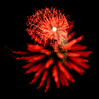 Bloom #2