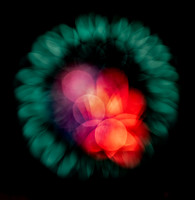 Bloom #3
